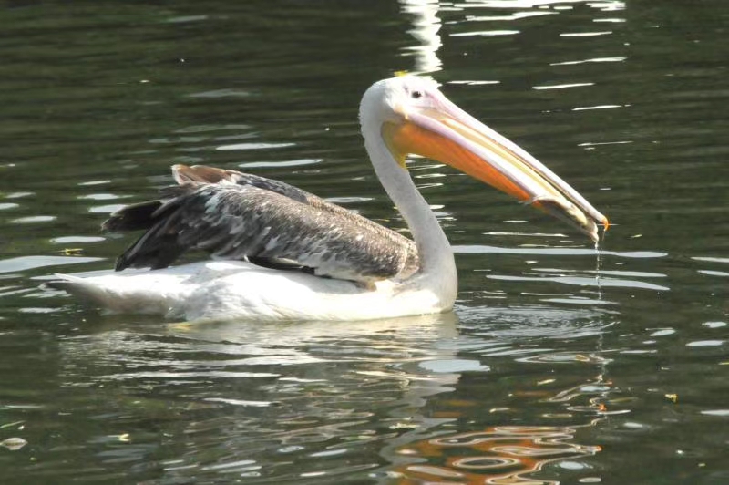 海上大量鹈鹕捕鱼,澳洲鹈鹕捕鱼图片