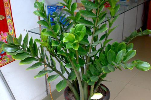 金钱树叶黄怎么补救最快,金钱树黄叶子应该怎么补救