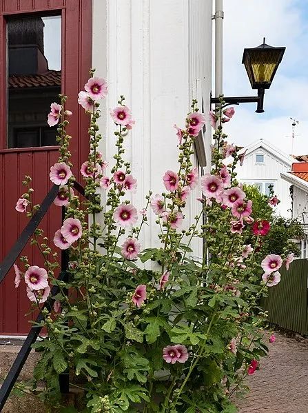 成都能种的花,成都庭院种什么花