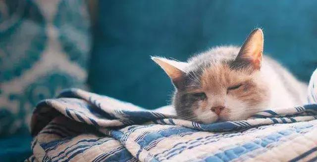 猫泛白血球减少症(猫瘟)的传染途径、症状及防治的方法