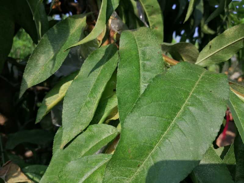 二斑叶螨的防治及抗药性研究进展,二斑叶螨的最佳治疗方法