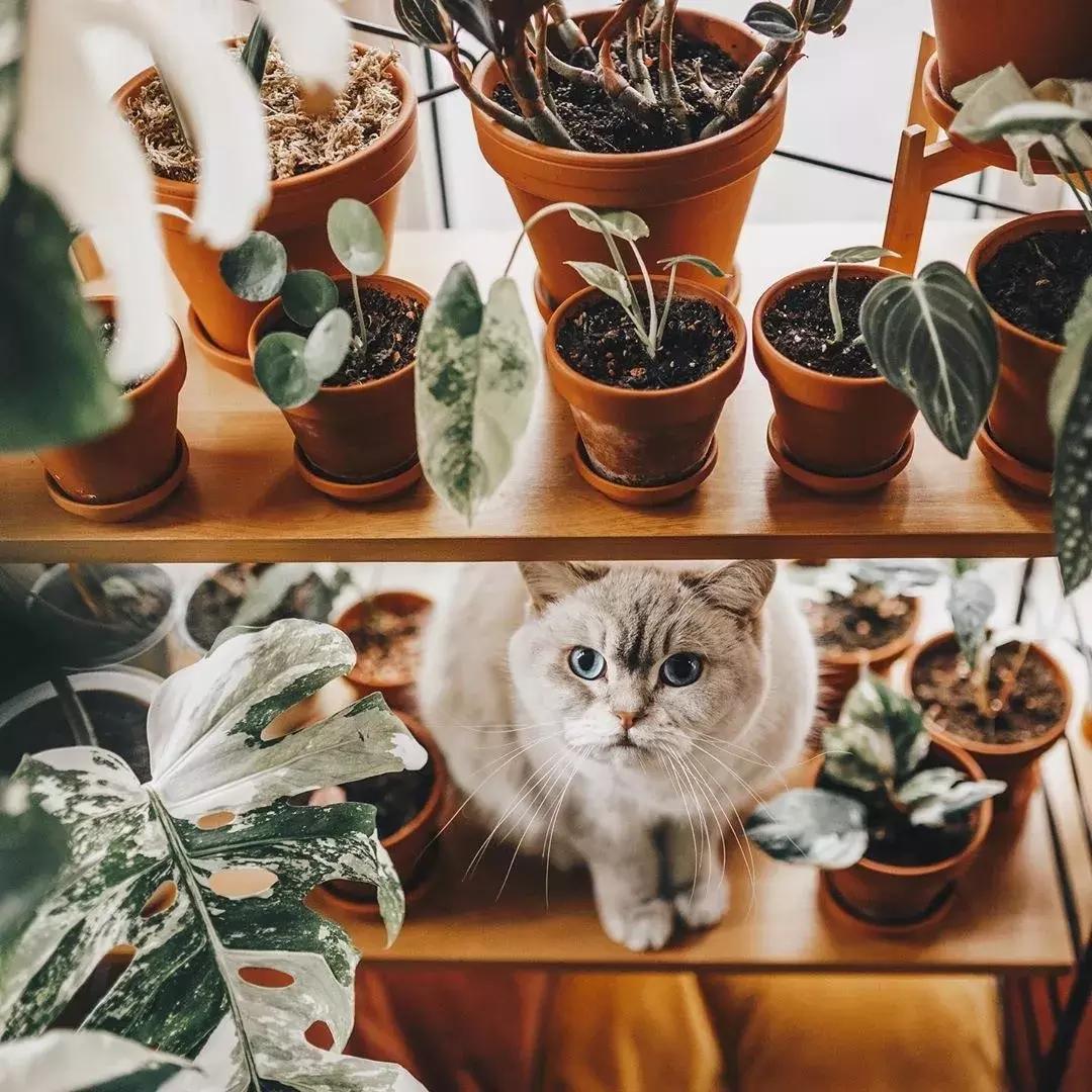 对猫咪无害的绿植花卉,猫咪禁忌养的植物