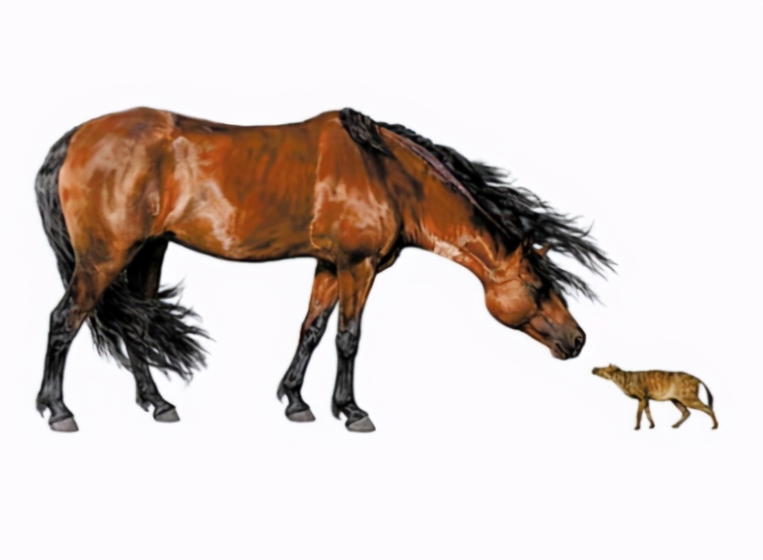 南京一匹“汗血宝马”外逃！价值已超百万，为何身价这么贵？