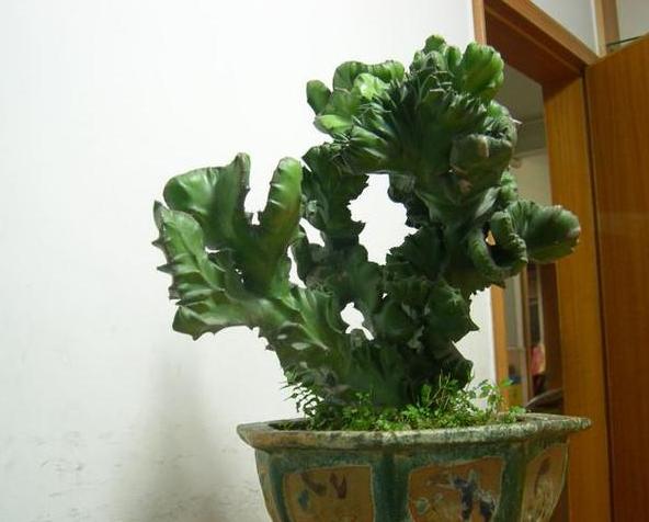 玉麒麟可以除甲醛吗,玉麒麟除甲醛吗