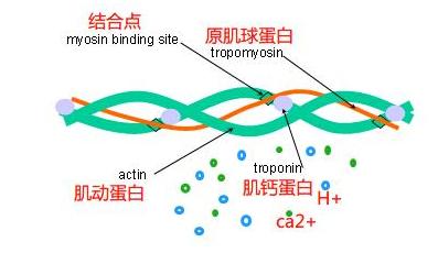抽筋的真相,糖尿病抽筋和缺钙抽筋怎么区别