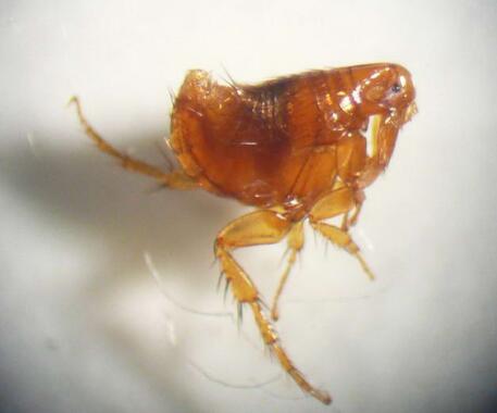 跳蚤的危害及室内灭蚤方法,跳蚤和虱子会传播疾病吗