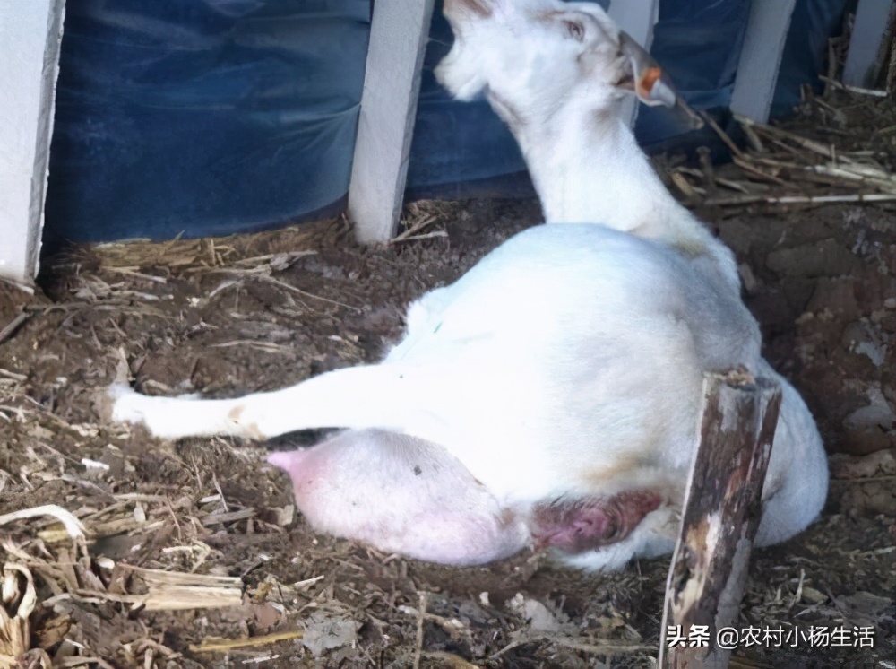 如何接生羔羊和处理突发情况?老牧民教你怎么做,满满的干货