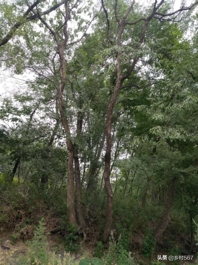 神奇古树奇观,神奇古树