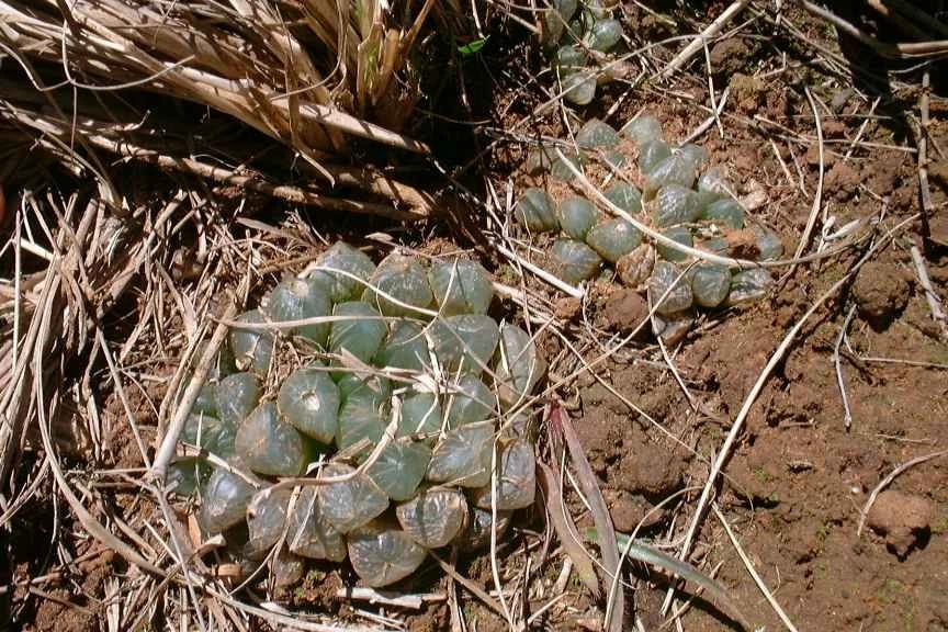 怎么让玉露更透光,让玉露晶莹剔透的方法