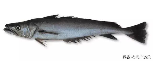 真鳕鱼科普,真鳕银鳕黑鳕鱼