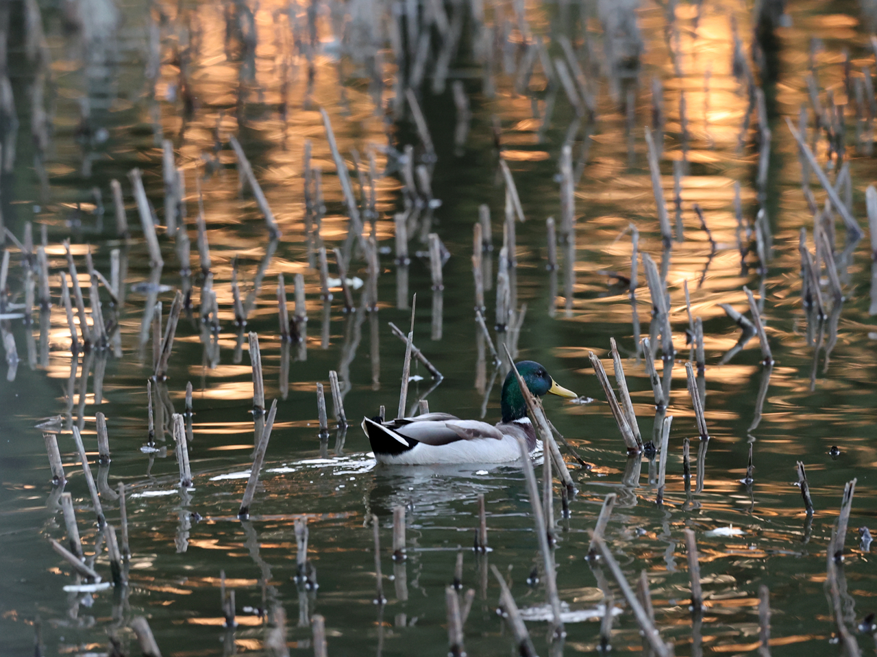 佳能rf100-500mm参数,佳能rf-s18-45mm测评