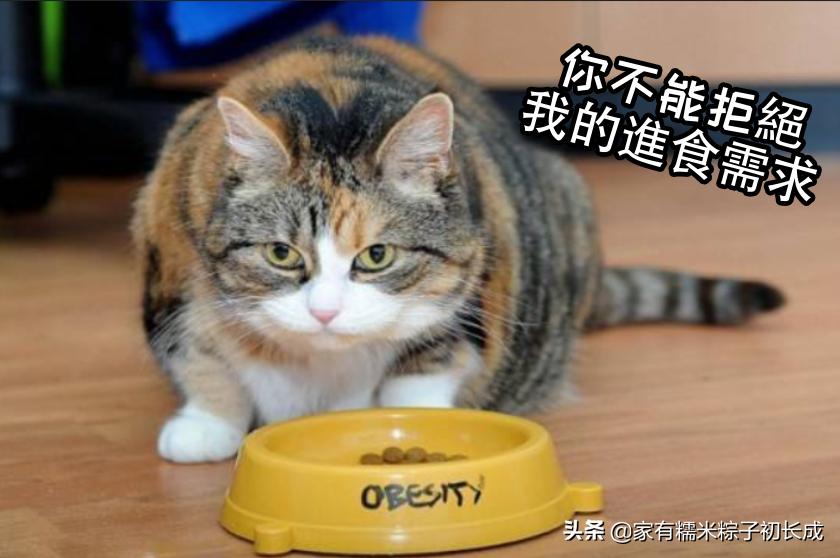 猫咪最怕吃什么东西,猫咪饮食喂猫常见的六种错误
