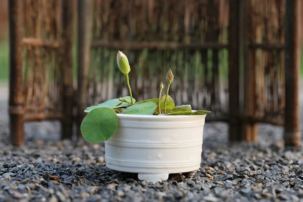 碗莲烂叶子的问题,碗莲出现黄叶和枯萎怎么办