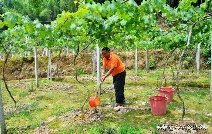 防止葡萄生理落果用什么方法,葡萄为什么会落花落果是熟透了吗