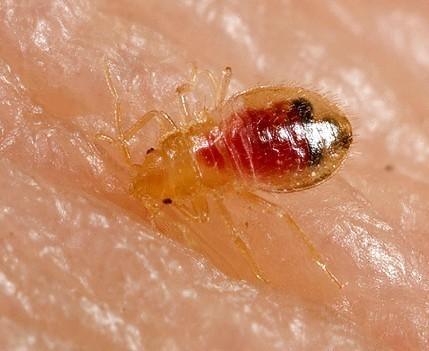 臭虫防治方法,臭虫防治方法之臭虫杀虫剂