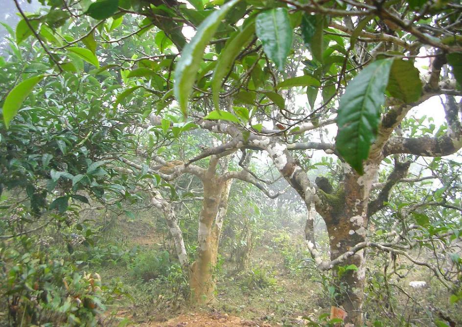 掸邦古茶树,缅甸东枝古树茶树