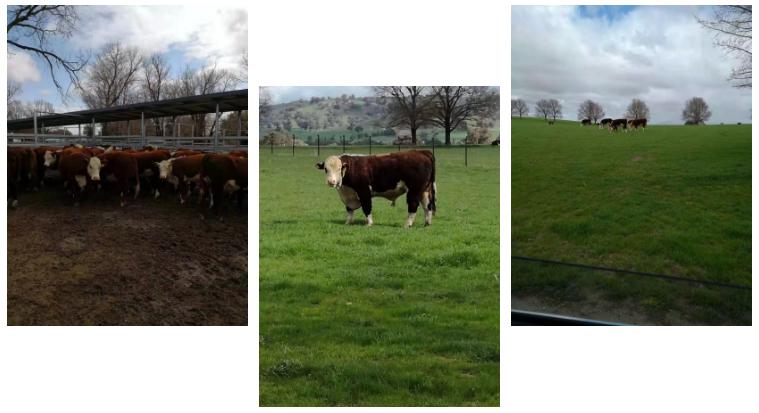 6000多头“澳妞”登陆京唐港中澳贸易即将零关税安格斯关税直降2%