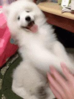 什么样才算纯种狗？纯种狗是怎么培育出来的？