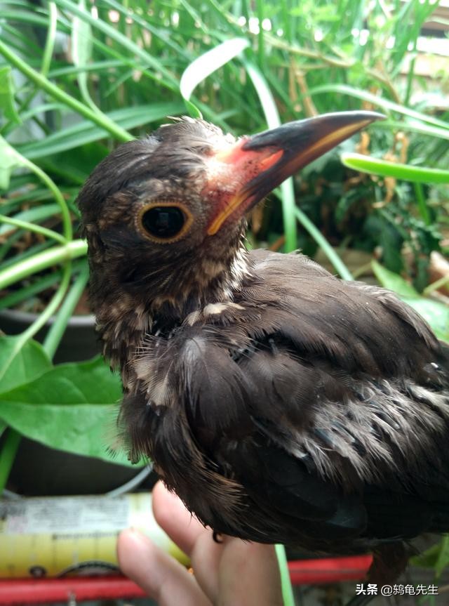 乌鸫为什么一直要张着嘴呢,乌鸫鸟弃巢后其他乌鸫鸟还会来吗