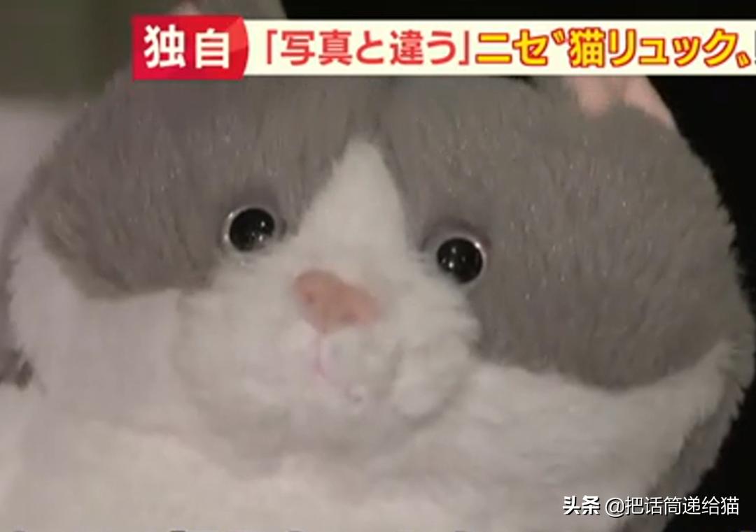 日本网红猫包,日本网红猫咪包