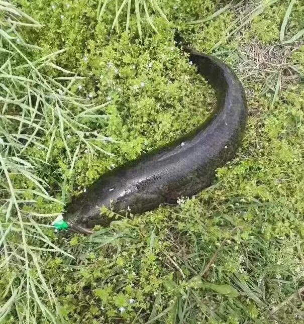 路亚黑鱼一定要打雷强结吗,雷强路亚黑鱼高清