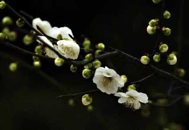 中国十大名花排行哪个是你的最爱,你知道中国十大名花是什么花吗