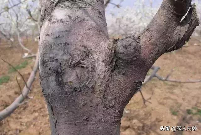 梨树高产秘方,梨树栽培技术及病虫害防治措施