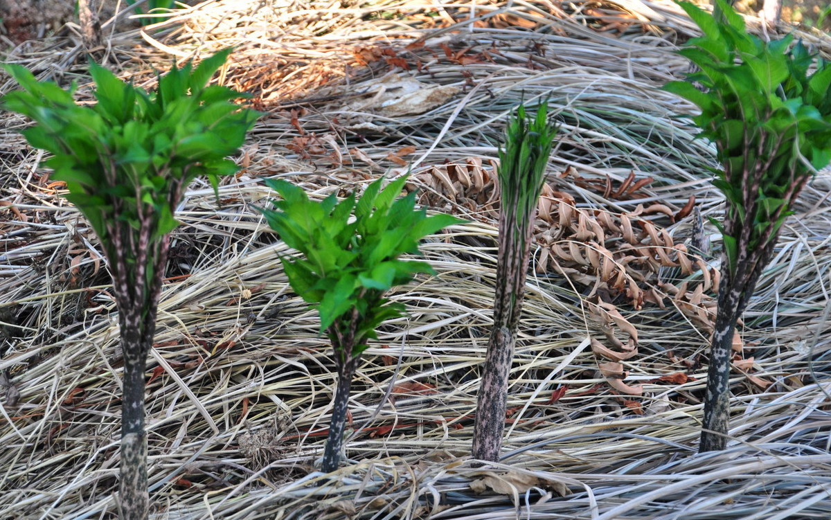 魔芋是怎么种植的,魔芋有毒怎么做魔芋可以去掉毒性
