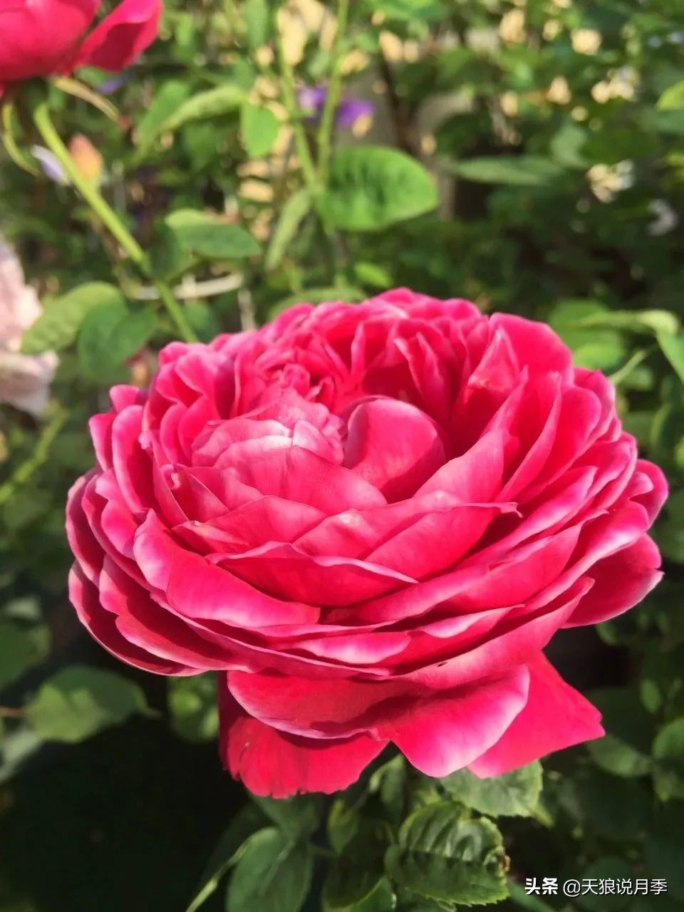 月季花是时候展现真正的技术了 (开春的第一波月季花就这么过去了)