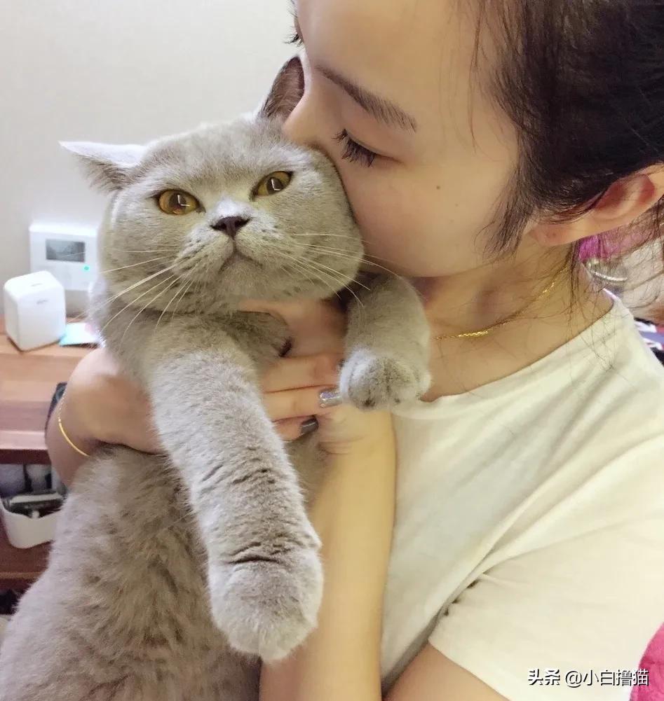 不要随便亲猫的后果,强行亲猫