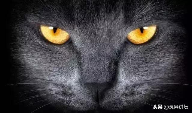 小黑猫命丧车轮,小黑猫被救