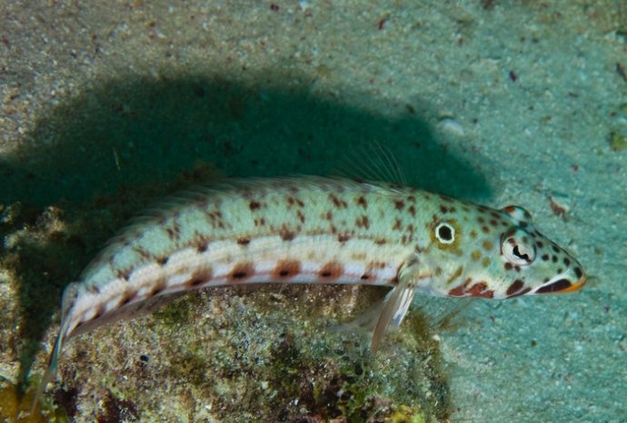 海底你不知道的东西,海底世界东海龙宫