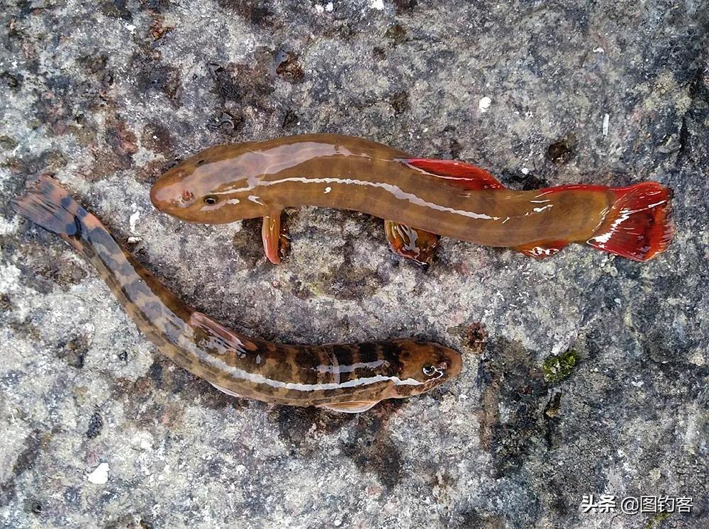 公认最好吃的10种淡水鱼,公认好吃淡水鱼有哪些种类