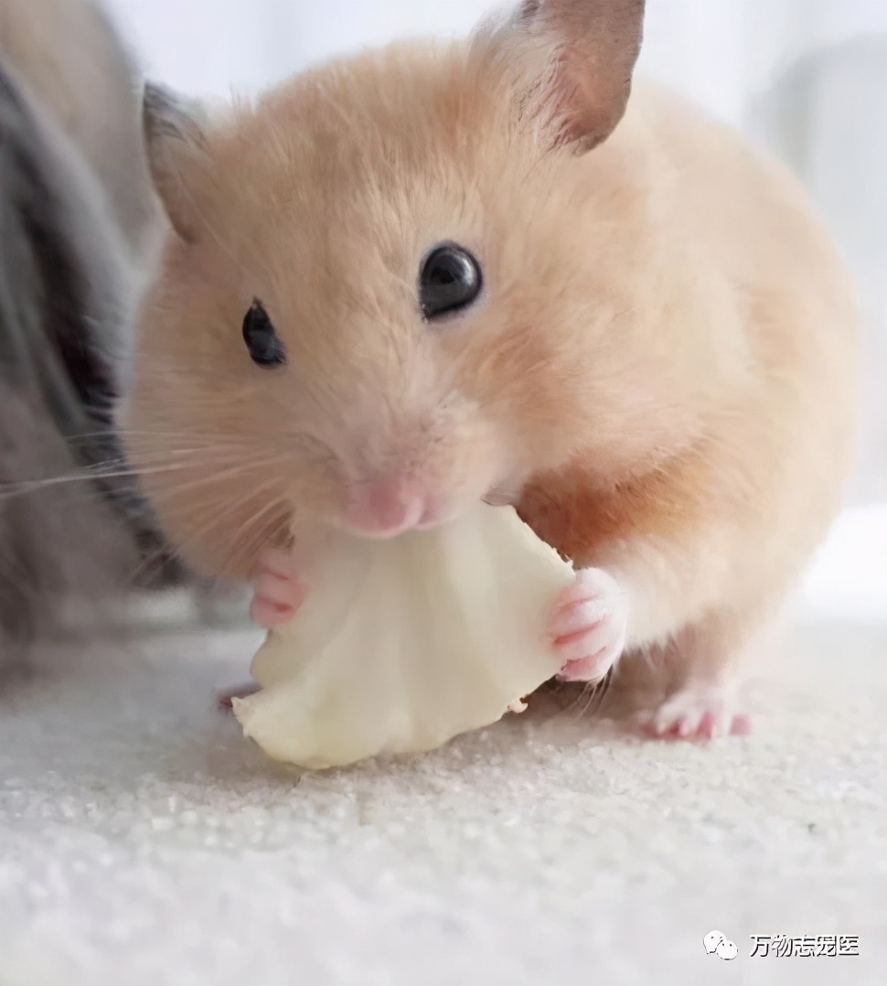 仓鼠会引起人类呼吸道疾病吗,仓鼠传染疾病吗