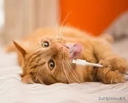 不许猫咪咬东西,不要溺爱猫咪