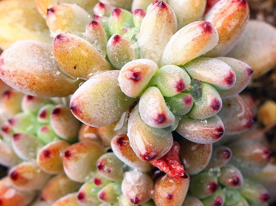 盆栽黑莓过冬方法,黑莓植物怎样养