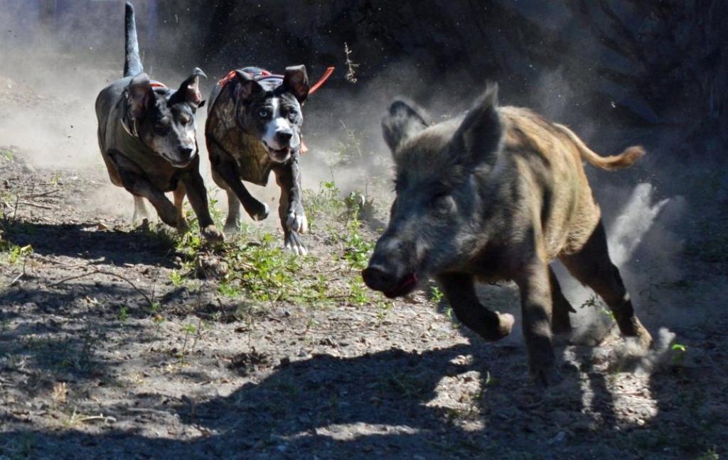 野猪现在泛滥的原因有哪些,野猪泛滥如何控制野猪