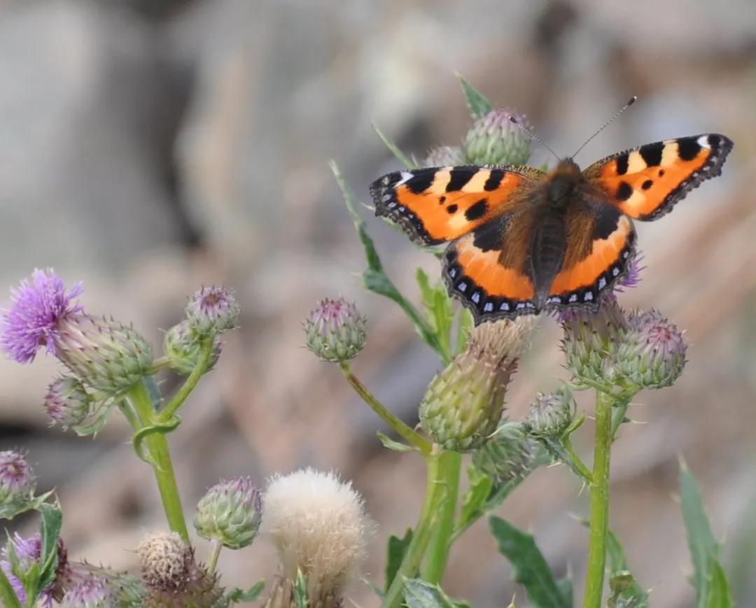 *疆新**的蝴蝶，惊世骇俗