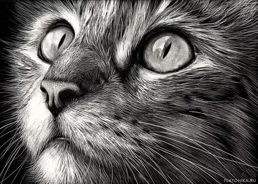 素描动物入门知识,素描动物简单入门教程狗