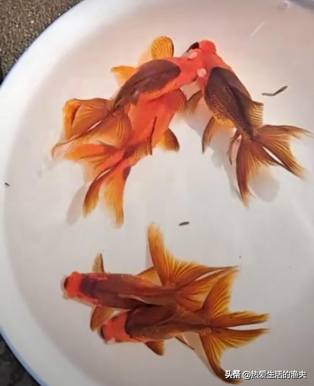 金鱼苗怎么养,养金鱼和锦鲤