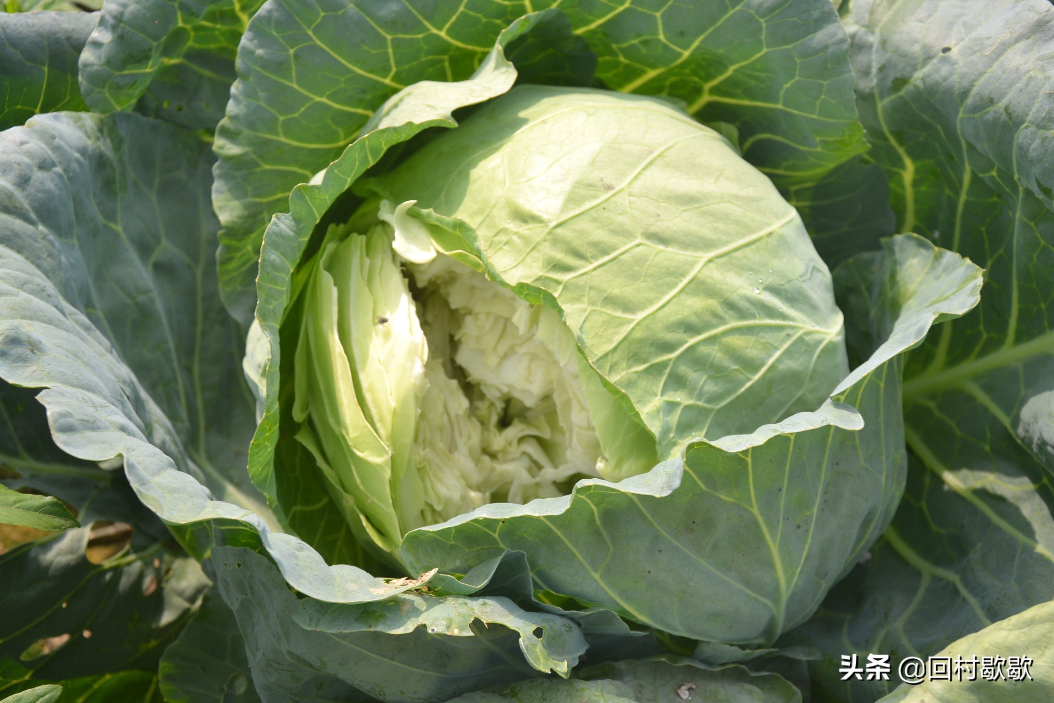 包头菜怎么处理,包头菜怎样储存冬天才能好吃