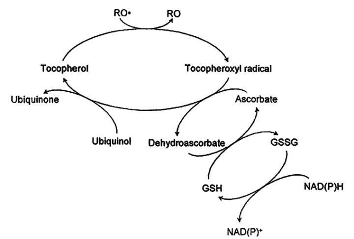 抗氧化性三大维生素,抗氧化的三大认识
