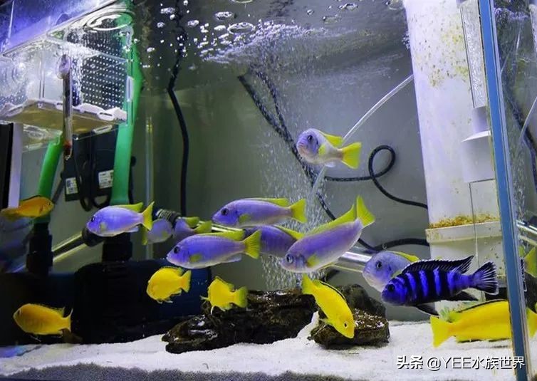 慈鲷太凶不想养了,养慈鲷注意事项