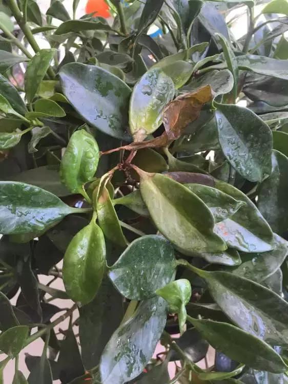 花儿黄叶烂叶怎么办,花儿叶子发黄用什么药