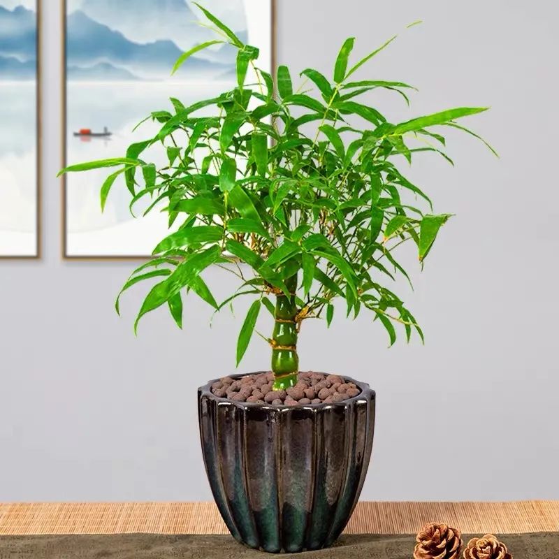家里养什么竹最旺财,风水上比较好的竹类植物