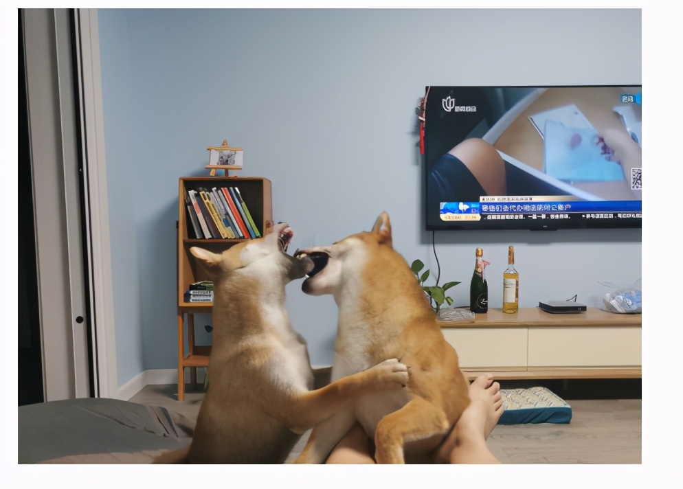 爱沃克驱虫药和大宠爱哪个好,爱沃克驱虫药好还是大宠爱好