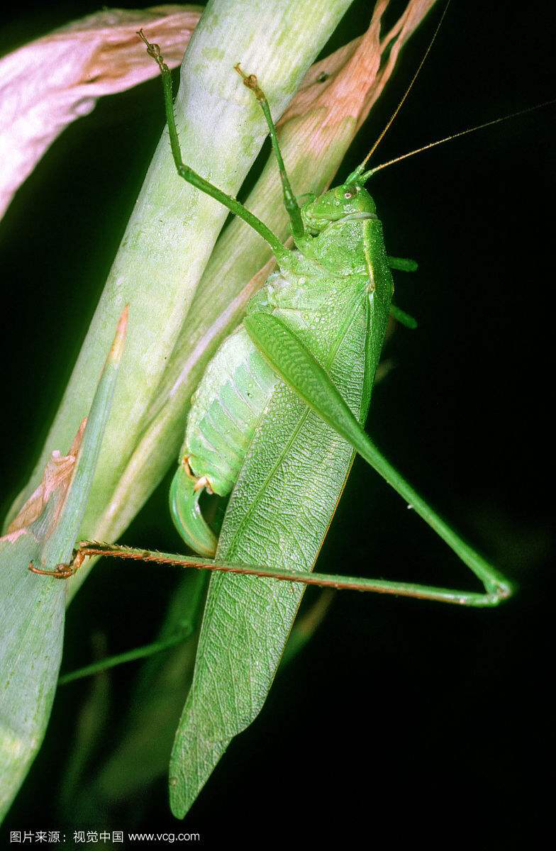 中药材叫姑姑(纺织娘)
