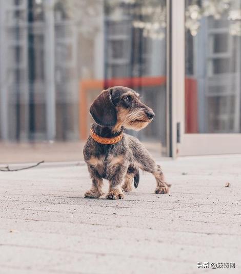 繁殖犬被割去声带,繁殖犬子宫脱落被丢弃