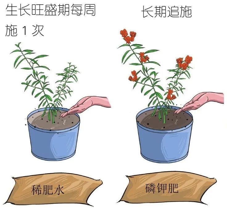 小技巧扛把子教你如何种植石榴,栽石榴方法和技巧
