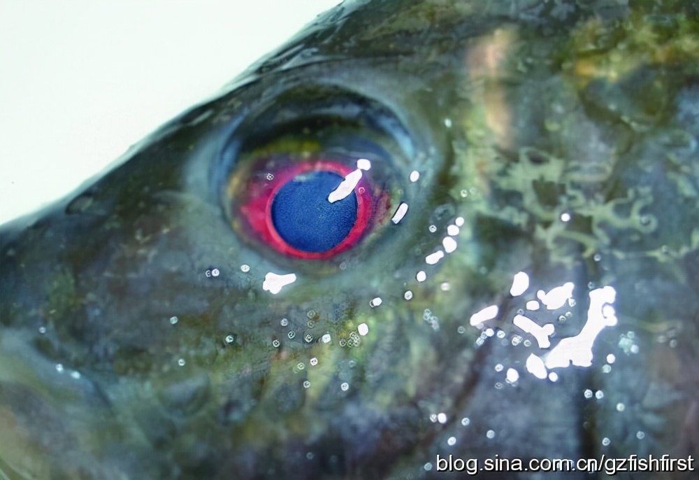 罗非鱼细菌病害防治,罗非鱼得链球菌病的对比图